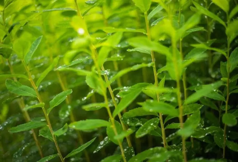 ユースホステル Gasthof Alte Schmiede G Luckendorf