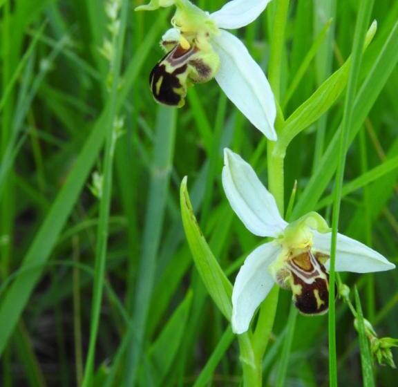 צימר La Dame Fines