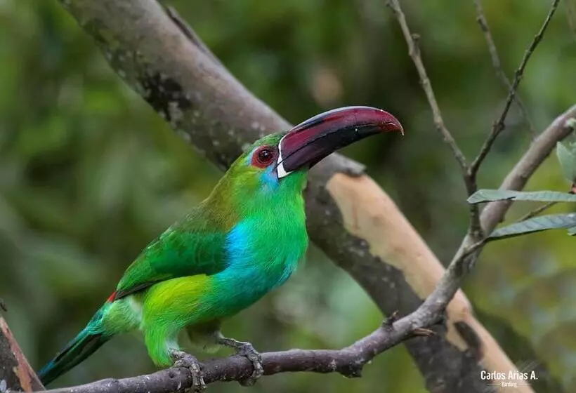 ペンション Nuestro Bosque I