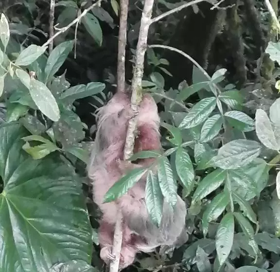 ペンション Nuestro Bosque I