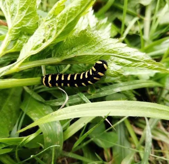 ペンション Nuestro Bosque I