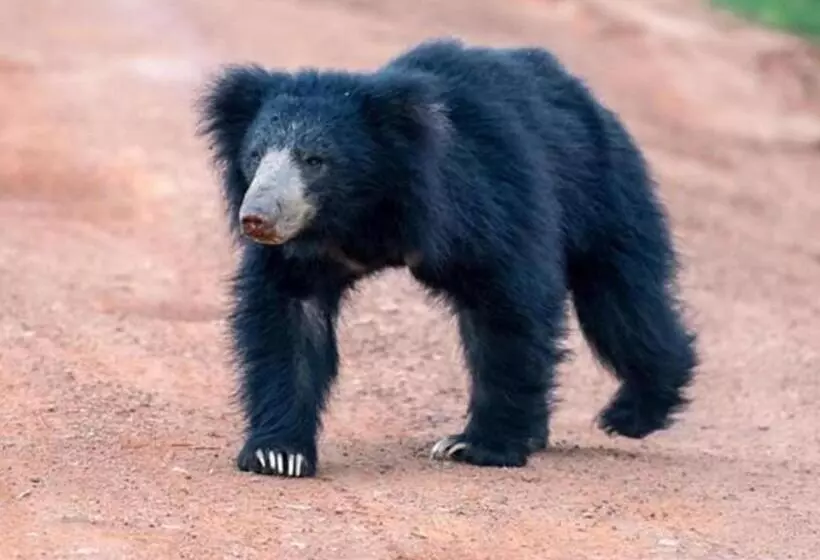 Hotelli The Blue Lagoon Resort  Kalpitiya