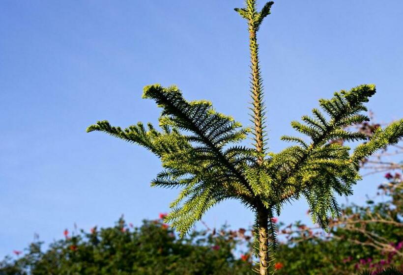 Bed and Breakfast Ryad De Vignes  Le Val D Argan