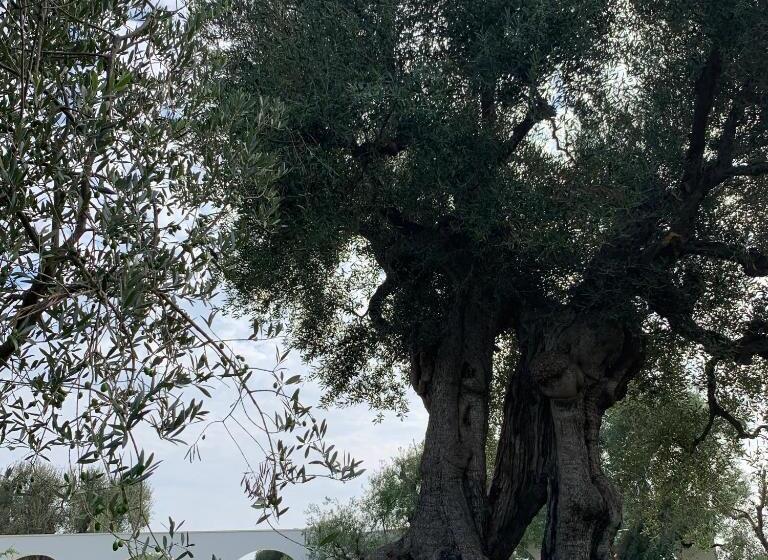 L Ulivo Bed And Breakfast