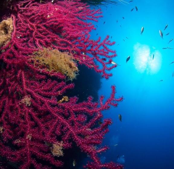 Majatalo Blu Rooms Marettimo