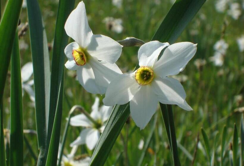 ホテル Cuccaro Club   Val Di Vara E Cinque Terre