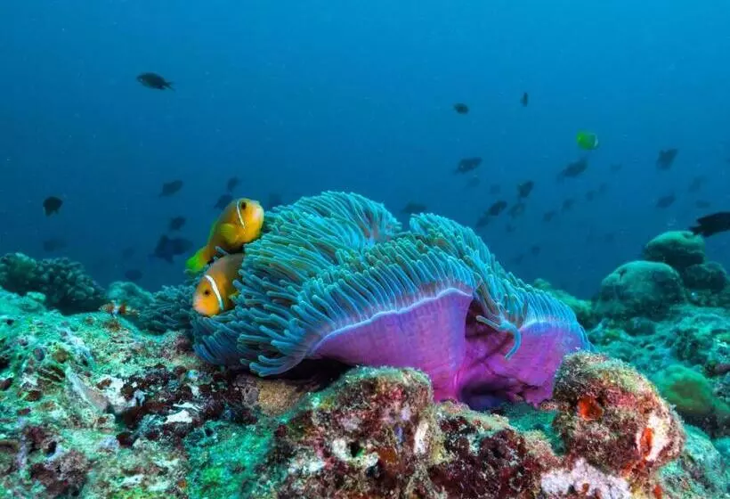 استراحتگاه The Nautilus Maldives