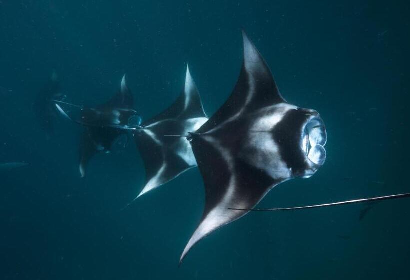 Resort The Nautilus Maldives