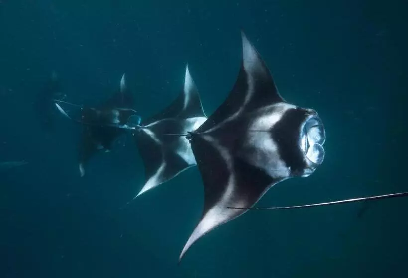 استراحتگاه The Nautilus Maldives