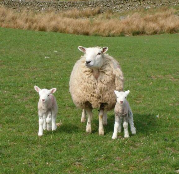 Hotel Craigadam Country House