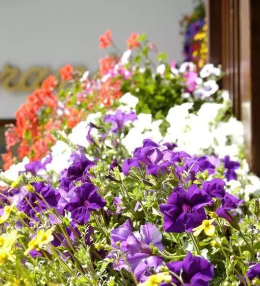 בית מלון כפרי Debra Park