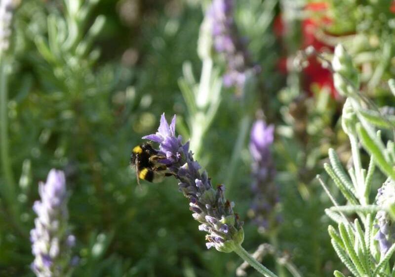 乡村酒店  Finca La Fronda