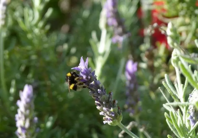 田舎風ホテル Finca La Fronda