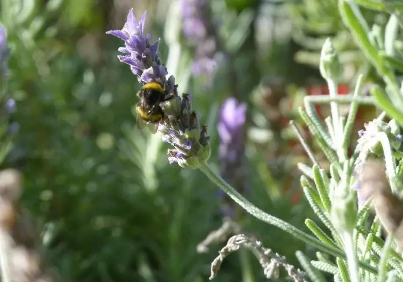 田舎風ホテル Finca La Fronda