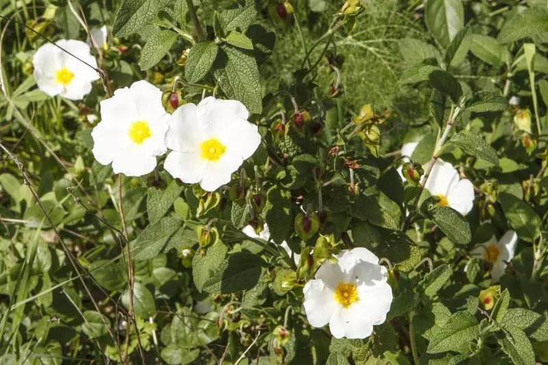 田舎風ホテル Finca La Fronda