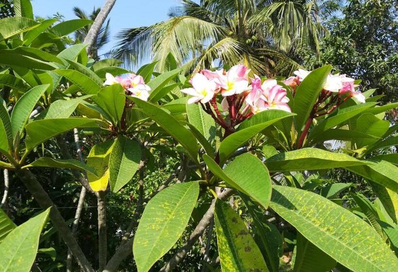 פנסיון Star Beach