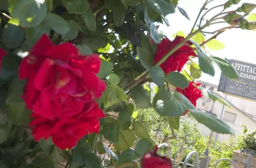 ペンション Velia Mare