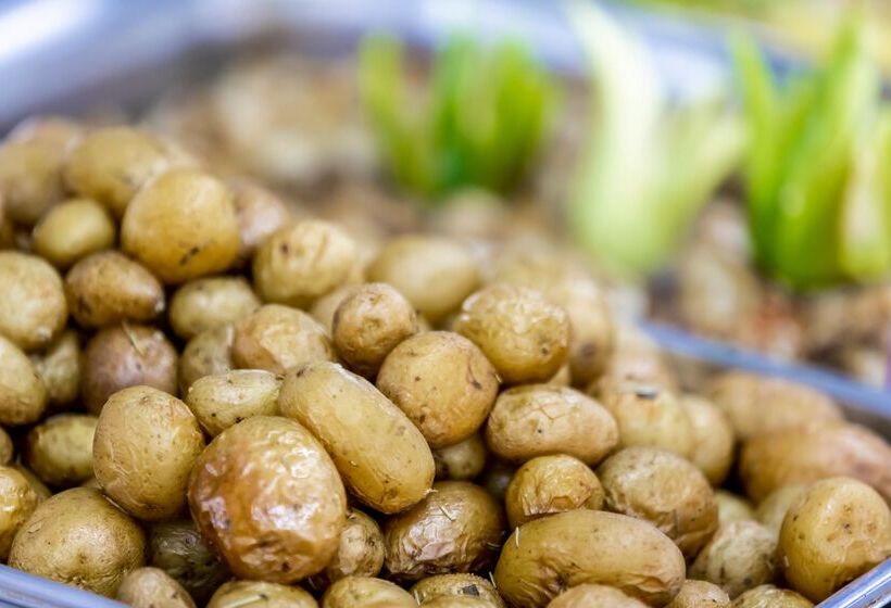 Prestige Deluxe Hotel Aquapark Club   All Inclusive