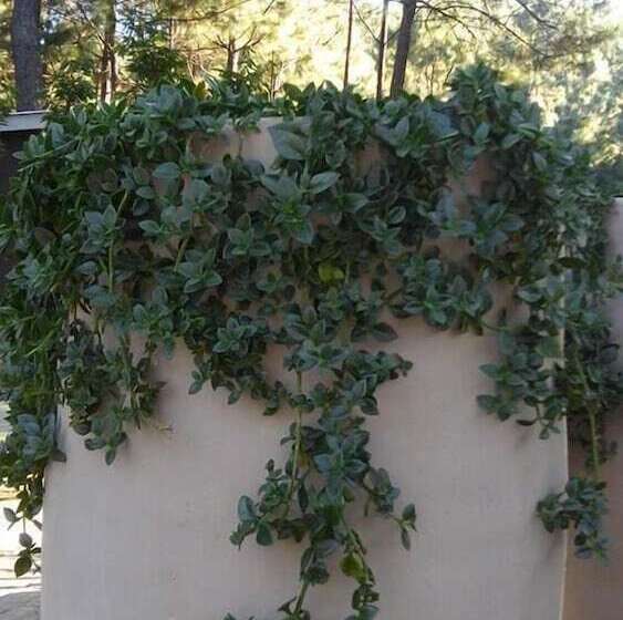 Hotel Rincón De María Mazamitla