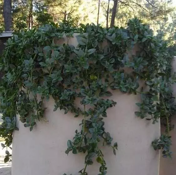 ホテル Rincón De María Mazamitla