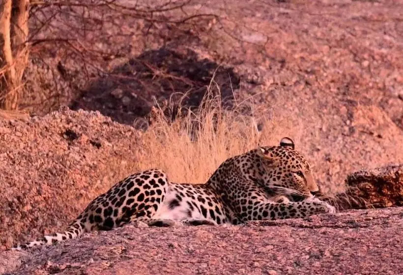 Jawai Bagpackers Hostel