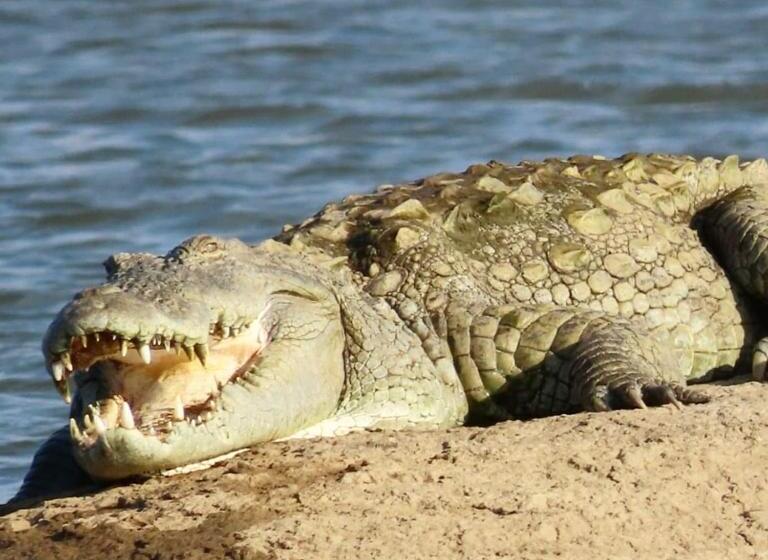 Jawai Bagpackers Hostel