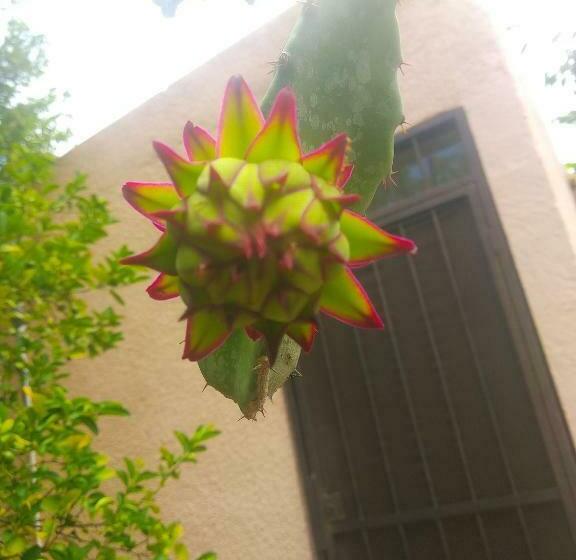 Pensione Room In Guest Room   Padrinos Hostal La Paz Full House