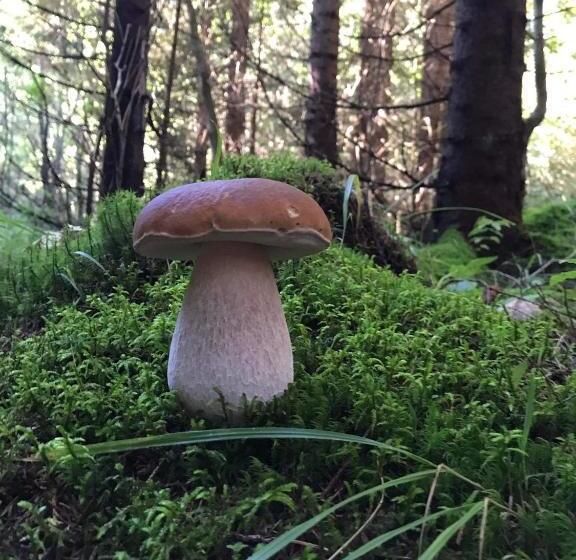 ペンション U Ilka