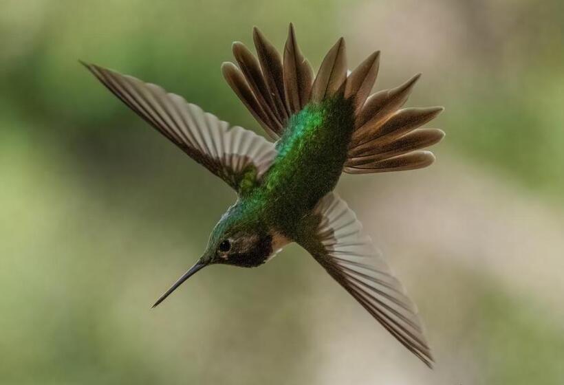 مبيت وإفطار Ridgewalk Treehouse