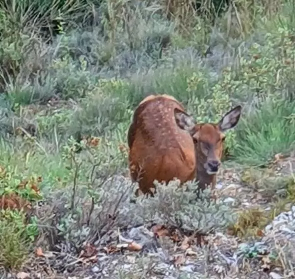 Majatalo Chalet Chevreuil Avec Accès Jacuzzi