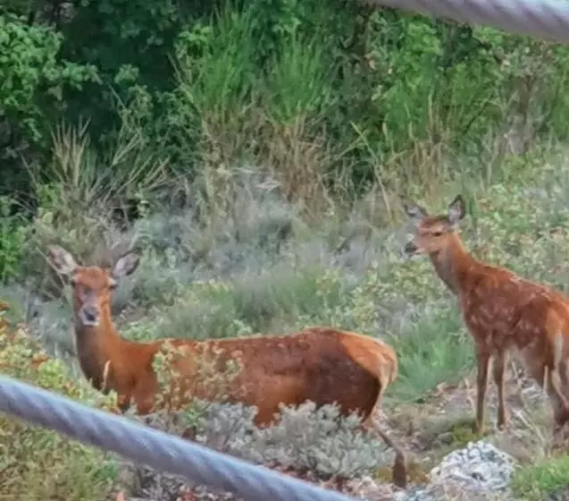 Majatalo Chalet Chevreuil Avec Accès Jacuzzi