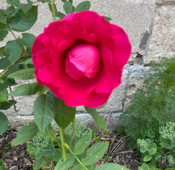 بنسيون Choupy’cosy