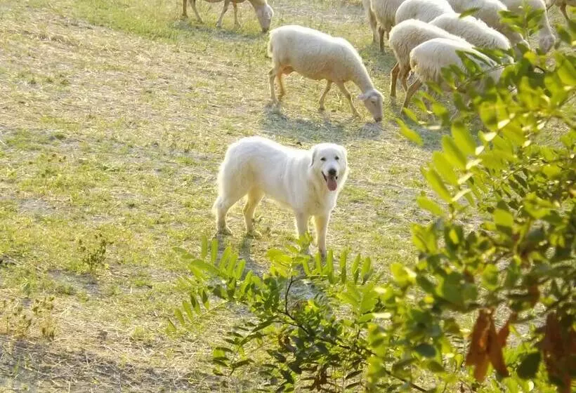 Aamiaismajoitus (B&B) Piccolo Gesto D Affetto