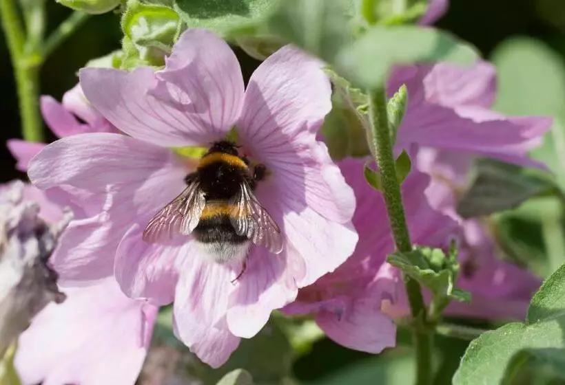 Aamiaismajoitus (B&B) Wellintown Guest House