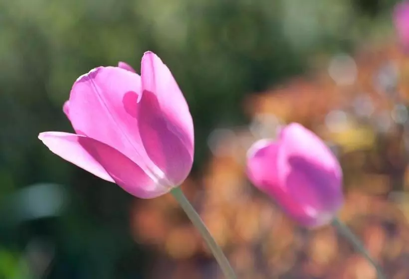 Aamiaismajoitus (B&B) Wellintown Guest House