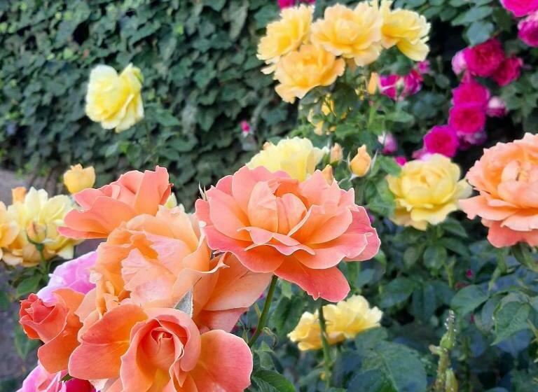 Пансион Complex Turistic Essenza