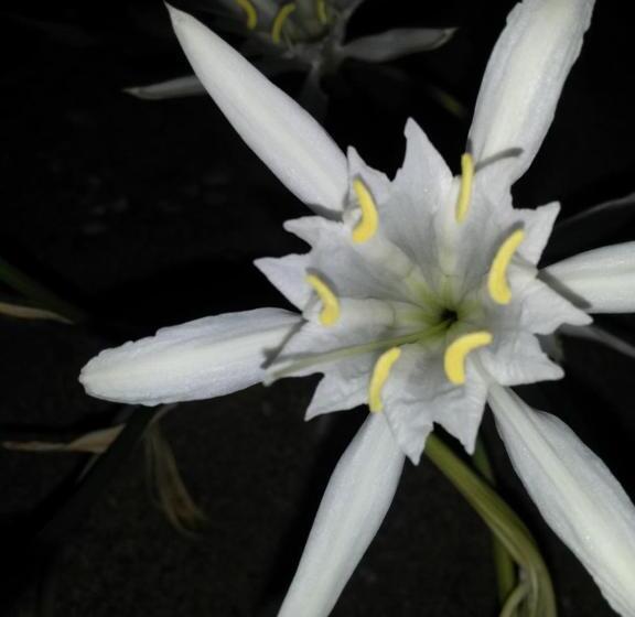 Anastasia Studios, Apartments & Suites