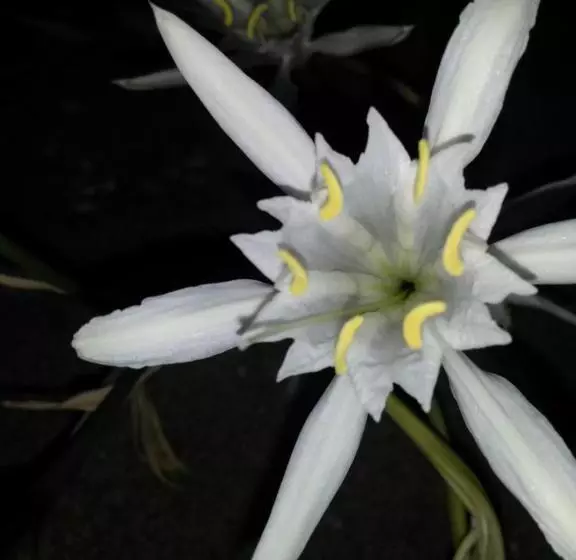 Anastasia Studios, Apartments & Suites