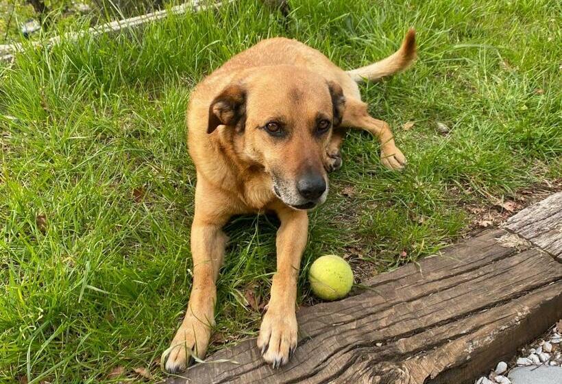 ペンション Finestra Tra Le Stelle