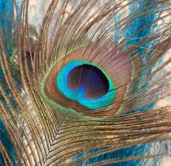 Aamiaismajoitus (B&B) Paauwze