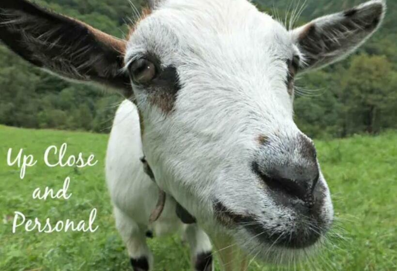 ベッドアンドブレックファースト Medieval Hamlet Malpertus