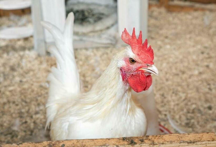 ベッドアンドブレックファースト Eendrachtweg 4