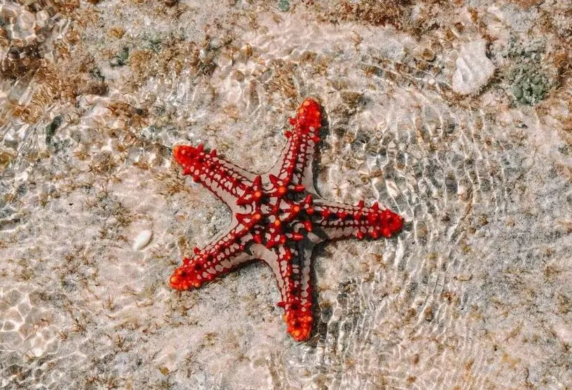 Reddoorz At Homa Resort