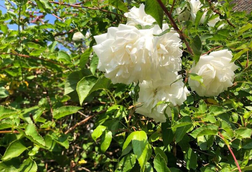 צימר Stadsdromer