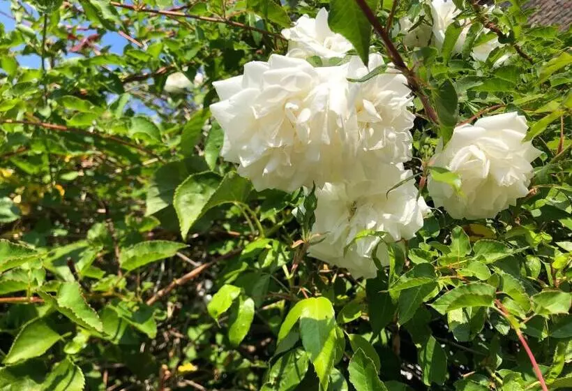 Aamiaismajoitus (B&B) Stadsdromer