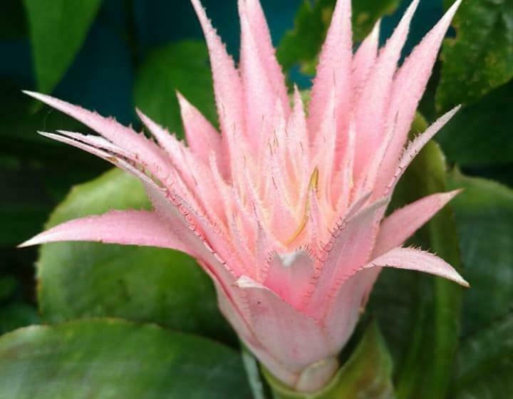 פנסיון Pousada Vila Guyrá