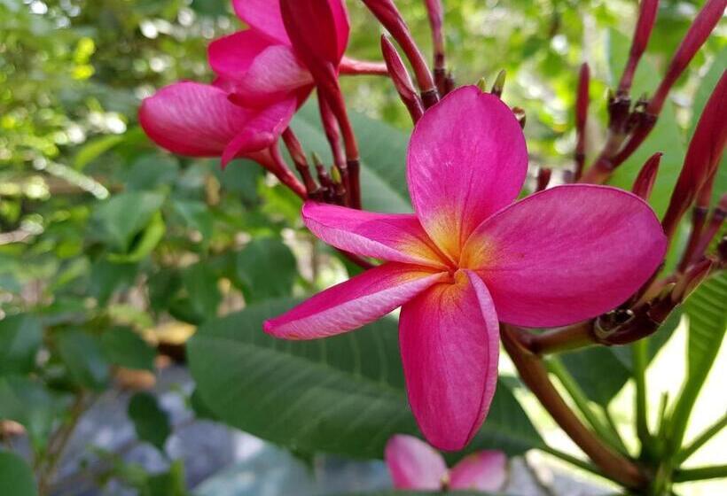 פנסיון Pousada Vila Guyrá