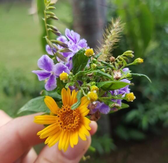 פנסיון Pousada Vila Guyrá