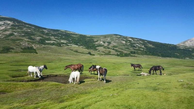 Résidence U Manellu