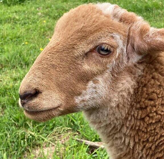 Pensiune Chambre Romantique Dans Le Château De La Bouchatte
